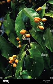 Image result for Gnetum