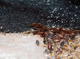 Image result for Bed Bug