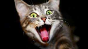 Todos los 20 de febrero los amantes de los gatos están de fiesta. Dia Internacional Del Gato Como Surgio Y Los Mejores Memes Para Festejarlo Gluc Mx