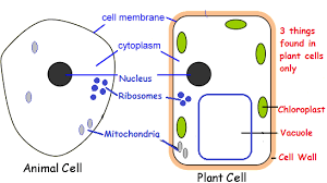 Cell 5 Plant And Animal Cell Comparison Images Compare Plant Animal Cells Animal Cell Plant And Animal Cells Cell Wall