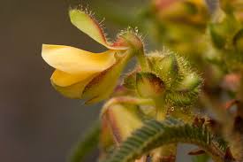 Image result for Kotschya