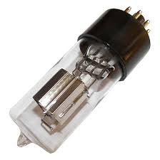 Image result for Viscum littorum