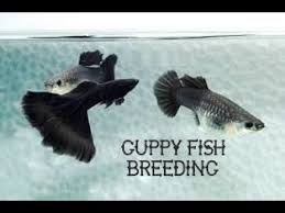 How To Breed Guppies Easily In Malayalam Youtube