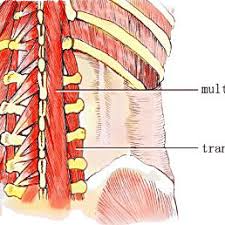The lumbar spine is the lower back that begins below the last thoracic vertebra (t12) and ends at the top of the sacral spine, or sacrum (s1). Anatomy Of The Deep Fascial Muscles Of The Low Back Download Scientific Diagram