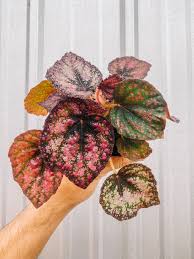 Image result for Begonia princeae