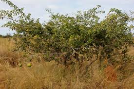 Image result for Strychnos innocua