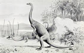 All the anchisaurus illustrations below were collected from the internet. File Anchisaurus Jpg Wikimedia Commons
