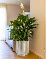 Image result for Spathiphyllum