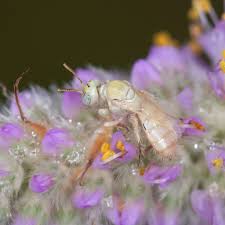 Image result for Isoglossa perdita