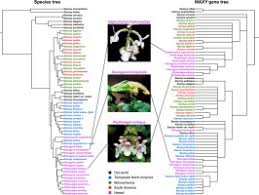 Image result for Stachys aculeolata