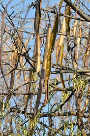 Image result for Cassia abbreviata