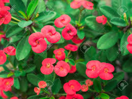 Image result for Euphorbia espinosa