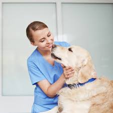 Dental disease can even affect your dog or cats organs. Daily Dental Care Whimzees English Sg