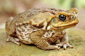 They are a pest and a major problem here in australia.there were released to control beetles or something in our sugar cane areas, now they. Thousands Of Invasive Cane Toads Overtake Florida Community Smart News Smithsonian Magazine