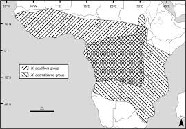 Image result for Xylopia tenuipetala