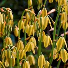 Image result for Momordica cardiospermoides