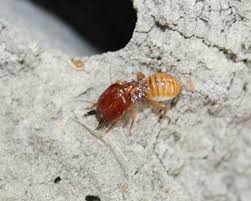 Termitrust provides safe & effective pest & termite treatments. Termites Gold Coast Archives Pest King