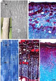 Image result for Turraea floribunda