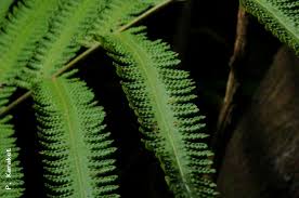 Image result for Amblovenatum opulentum