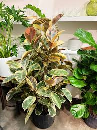 Image result for Ficus
