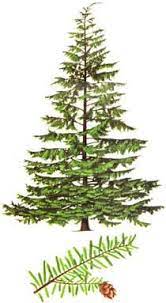 Western Hemlock Tsuga Heterophylla Evergreen Tree Nursery Uk Evergreen Tree Tattoo Tree Tattoo Pine Tree Art