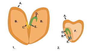 The Monocot Embryo Contains One Cotyledon While The Dicot Embryo Contains Two Cotyledons This Is The Key Difference Between Monoc Planting Flowers Seeds Hotel