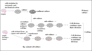 Maybe you would like to learn more about one of these? Animal Cell Culture Types Applications Microbe Online