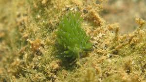 Here we are going to talk about leafsheep, the pokémon we can find in real. Very Small Leaf Sheep Nudibranch Picture Of Pemuteran Gerokgak Tripadvisor
