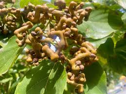 Image result for Hovenia dulcis