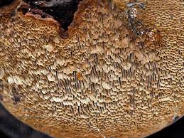 Image result for Phellinus pini