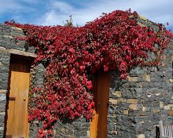 Image result for Parthenocissus quinquefolia