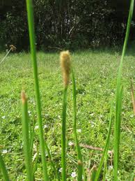 Image result for Eleocharis mutata