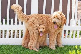 Goldendoodle Dog Breed Information Characteristics Daily Paws