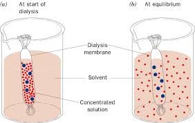 What happens to an animal cell when placed in a hypotonic solution. Https Www Fusd1 Org Site Handlers Filedownload Ashx Moduleinstanceid 7815 Dataid 27522 Filename Osmosis 20and 20diffusion 20ap 20biology 20review 20slides Pdf