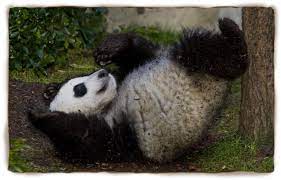 Pin By Maryann Kuhnert On Pin For Pandas Panda Habitat Panda Facts For Kids Pet Cam