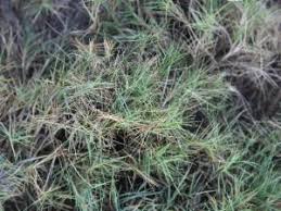 Image result for Sporobolus natalensis