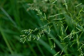 Image result for Agrostis