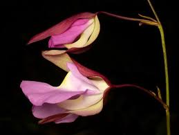 Image result for Lentibulariaceae