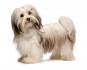 Small Dog Breeds List - Complete Alphabetical list - A to Z
