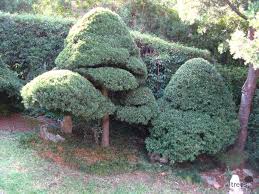 Image result for Afrocarpus falcatus