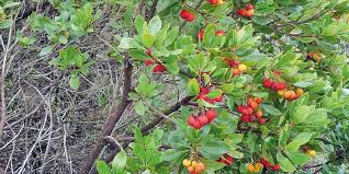 25 strawberry tree edible red berry tree arbutus unedo seeds irish killarney. The Strawberry Tree Arbutus Unedo A Plant For All Seasons Portugal Resident