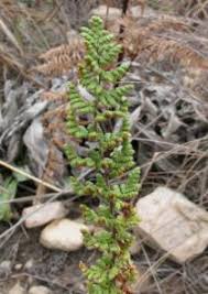 Image result for Cheilanthes hirta