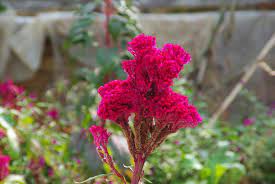 Celosia Celosia A To Z Flowers