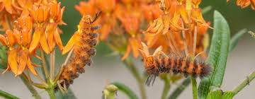 Image result for Cincinnobotrys