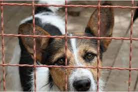 In 2017, the federal government of malaysia announced the new animal welfare act 2015 (act 772), which states that anyone found guilty of animal cruelty can be fined a maximum of 100,000 why are cases of animal abuse so prevalent in malaysia? Malaysia Has Introduced New Laws For Animal Welfare News Rojak Daily