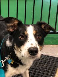 I strive to do as much as i can with my dogs including conformation, agility, obedience, and rally. Flat Coats Are Border Collies Too Bordercollie