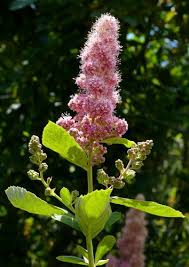 Image result for Spiraea douglasii