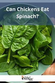The internet tells me that squash leaves are edible for people, so i would assume they are also fine for chickens to eat (if the chickens want to.) Can Chickens Eat Spinach