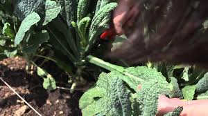 Check spelling or type a new query. The Garden Minute Cut And Come Again Harvesting Kale Youtube