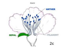 Science Degree S Done Wonders For Me Flower Anatomy Sakura Flower Flowers